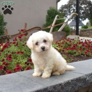 Louie, Bichon Frise Puppy