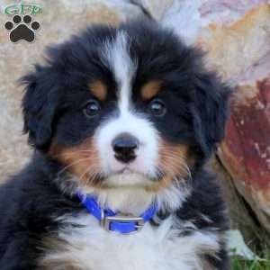 Louie, Bernese Mountain Dog Puppy