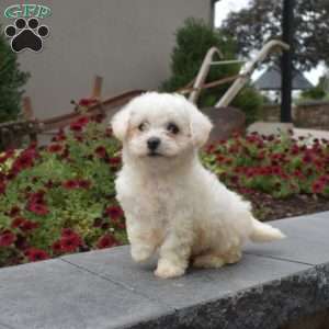 Louie, Bichon Frise Puppy
