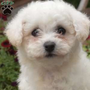 Louie, Bichon Frise Puppy