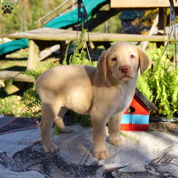 Lovebug, Yellow Labrador Retriever Puppy