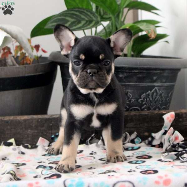 Lucas, French Bulldog Puppy