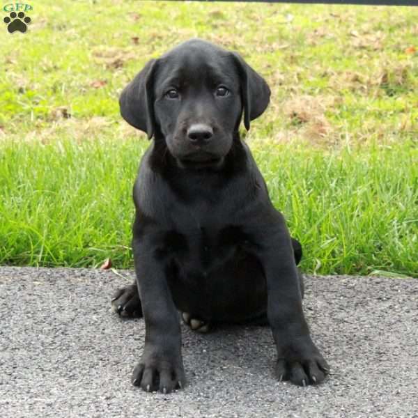 Lucas, Black Labrador Retriever Puppy