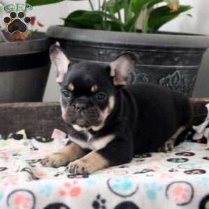 Lucas, French Bulldog Puppy