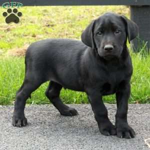 Lucas, Black Labrador Retriever Puppy
