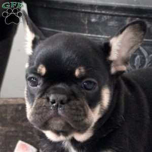 Lucas, French Bulldog Puppy