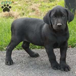 Lucas, Black Labrador Retriever Puppy