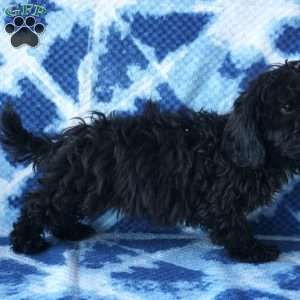 Lucas, Shih-Poo Puppy