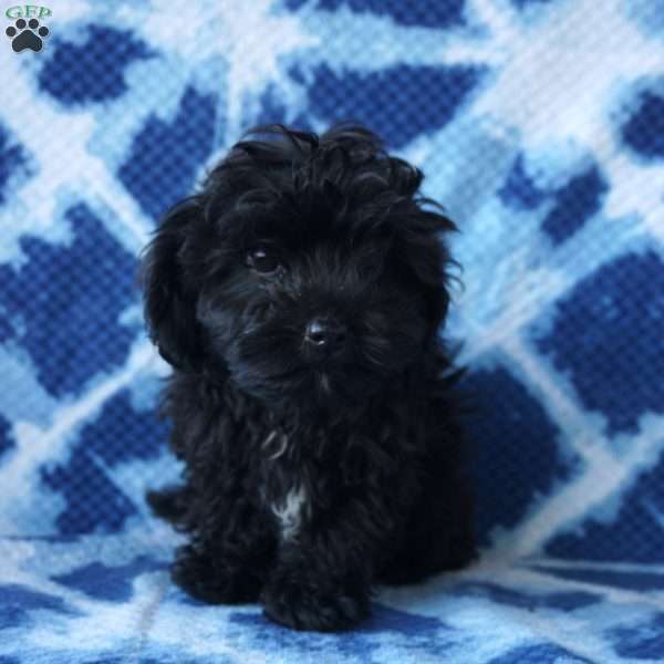 Lucas, Shih-Poo Puppy