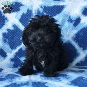 Lucas, Shih-Poo Puppy