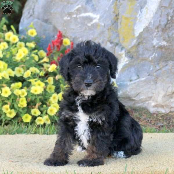 Lucky, Mini Schnoodle Puppy