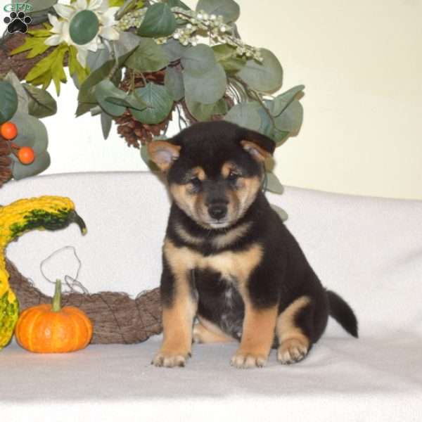 Lucky, Shiba Inu Puppy