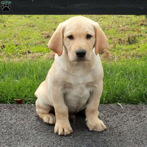 Lucky, Yellow Labrador Retriever Puppy