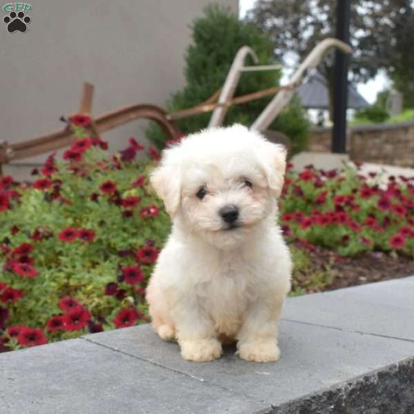 Lucky, Bichon Frise Puppy