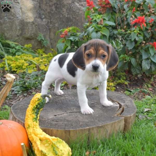 Lucky, Beagle Puppy