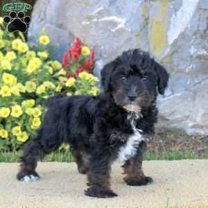 Lucky, Mini Schnoodle Puppy
