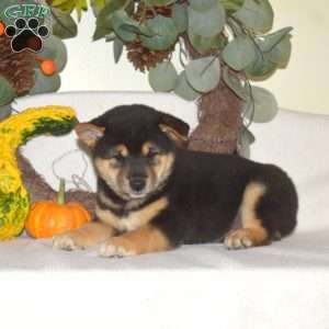 Lucky, Shiba Inu Puppy