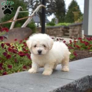 Lucky, Bichon Frise Puppy