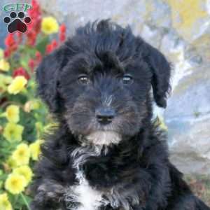 Lucky, Mini Schnoodle Puppy