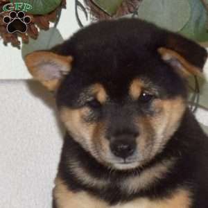 Lucky, Shiba Inu Puppy