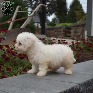 Lucky, Bichon Frise Puppy