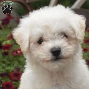 Lucky, Bichon Frise Puppy