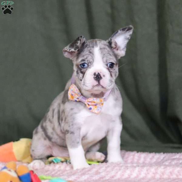 Lucy, Frenchton Puppy