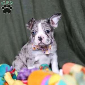 Lucy, Frenchton Puppy