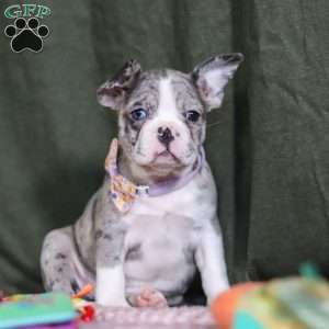 Lucy, Frenchton Puppy