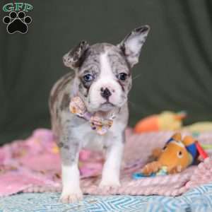 Lucy, Frenchton Puppy