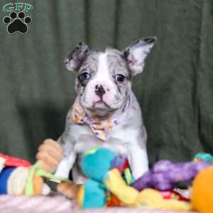 Lucy, Frenchton Puppy