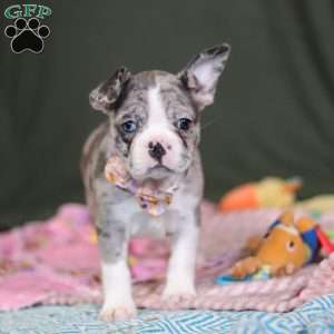 Lucy, Frenchton Puppy