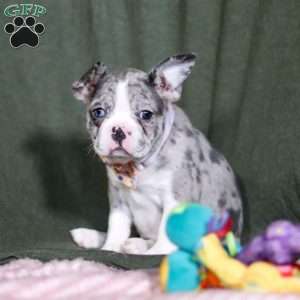 Lucy, Frenchton Puppy