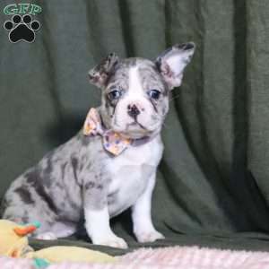 Lucy, Frenchton Puppy