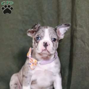 Lucy, Frenchton Puppy