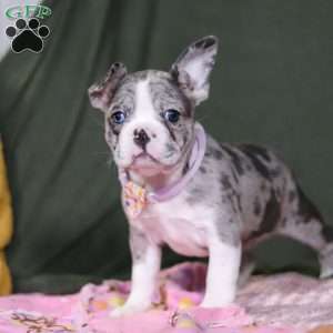 Lucy, Frenchton Puppy