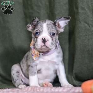 Lucy, Frenchton Puppy