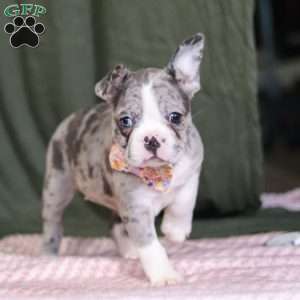 Lucy, Frenchton Puppy