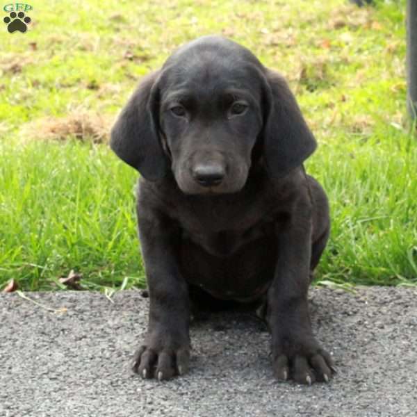 Lucy, Black Labrador Retriever Puppy