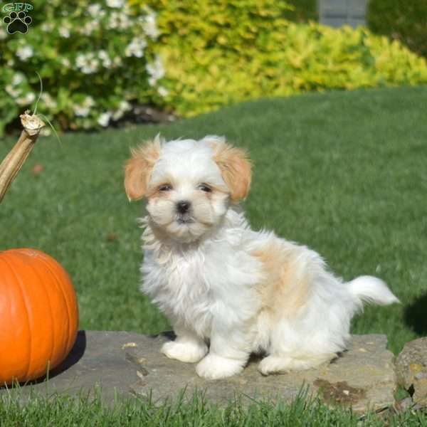 Lucy, Shih Tzu Puppy