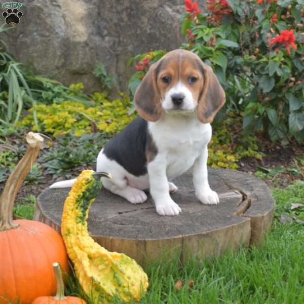 Lucy, Beagle Puppy