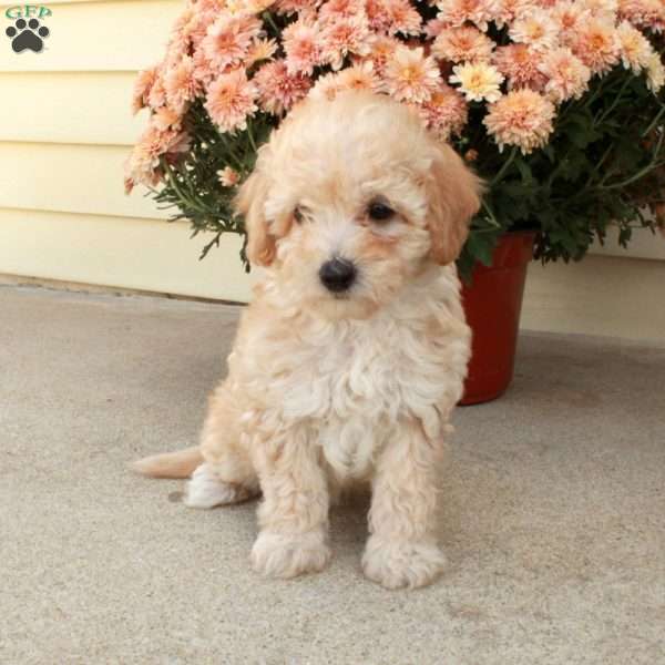 Lucy, Miniature Poodle Puppy