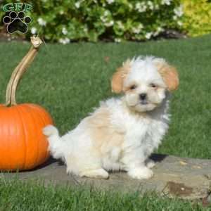 Lucy, Shih Tzu Puppy