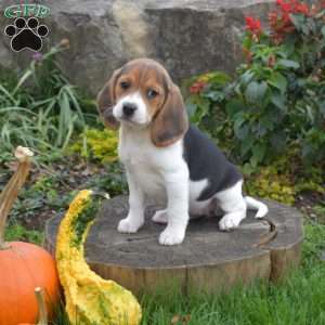 Lucy, Beagle Puppy