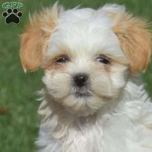 Lucy, Shih Tzu Puppy