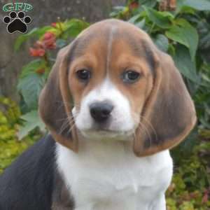 Lucy, Beagle Puppy