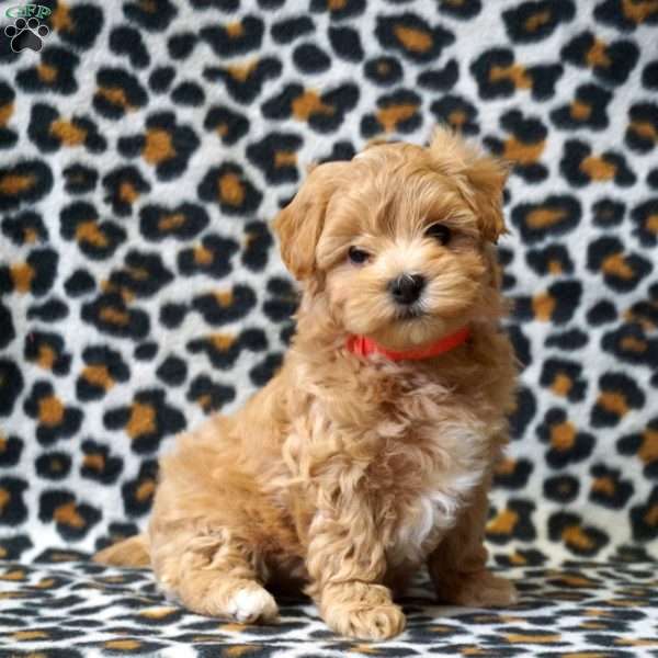 Lucy, Maltipoo Puppy