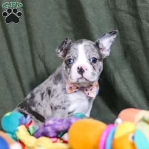 Lucy, Frenchton Puppy