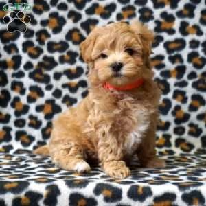 Lucy, Maltipoo Puppy