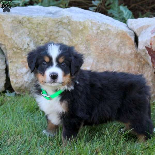 Luke, Bernese Mountain Dog Puppy